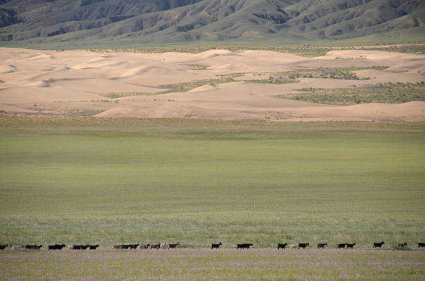 The Khongoryn Els dunes in the Gobi desert, Omnogovi province