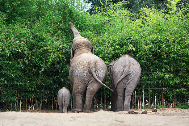 Herd of elephants bathing and splashing in the Maha Oya River at Pinnawala Elephant Orphanage, Sri Lanka.