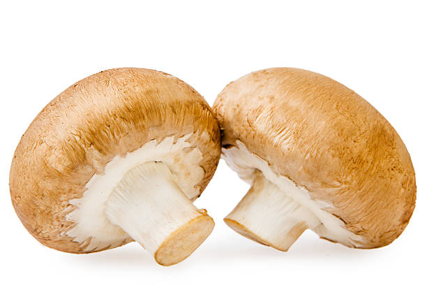 istock Brown champignon mushroom isolated on white background 523636367