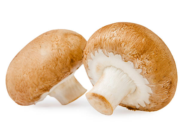 istock Brown champignon mushroom isolated on white background 523636371