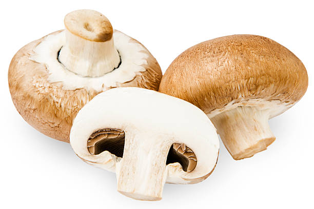 istock Brown champignon mushroom isolated on white background 523636379