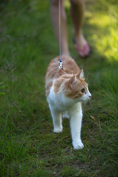 istock the cat walks in the forest 523647099