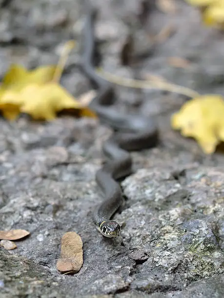 Grass-snake lying on stone
