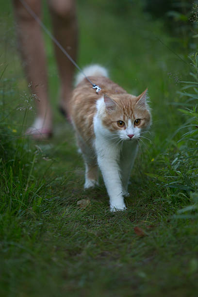 istock the cat walks in the forest 523648013