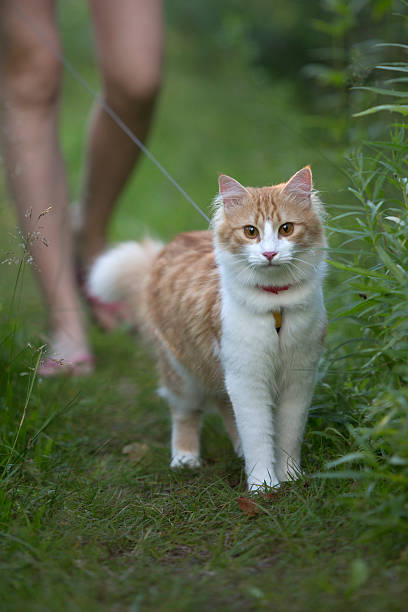 istock the cat walks in the forest 523648015