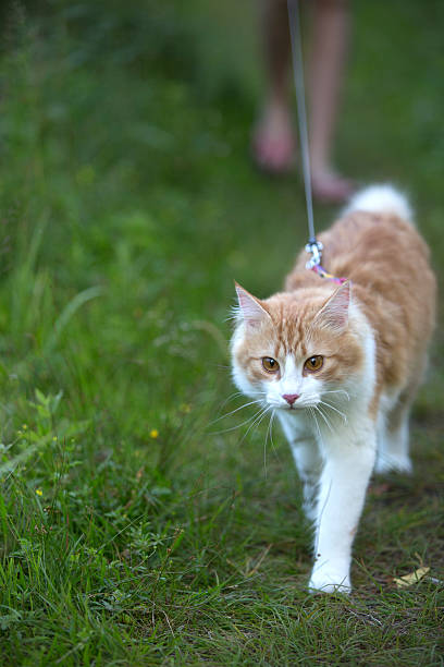 istock the cat walks in the forest 523648025