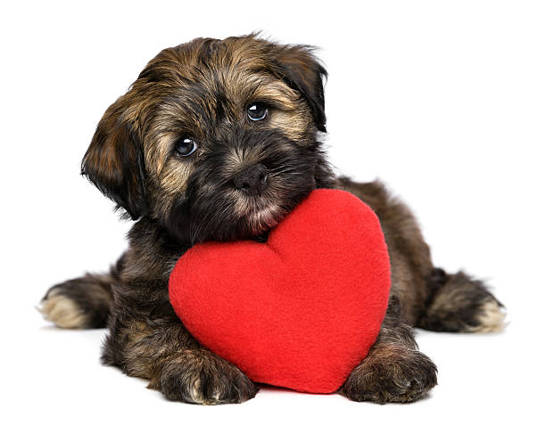 amant valentine bichon havanais chiot chien avec un cœur rouge - valentines day friendship puppy small photos et images de collection