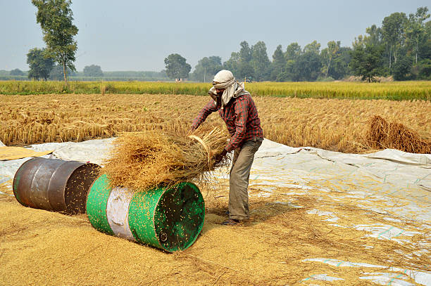 Process of Rice Harvesting stock photo