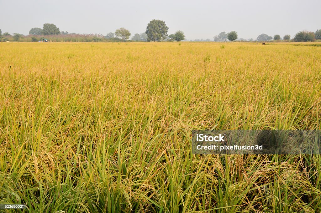 Rice Paddy Rice Paddy Field Outdoor. Agricultural Field Stock Photo