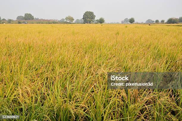 Rice Paddy Stock Photo - Download Image Now - Agricultural Field, Agriculture, Barley