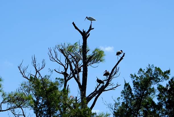 istock Tropical Birds in the Wild 523650615