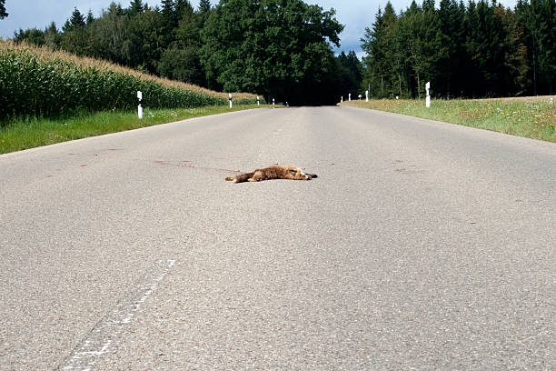 Run-over fox on the road Run over fox on the road autounfall stock pictures, royalty-free photos & images