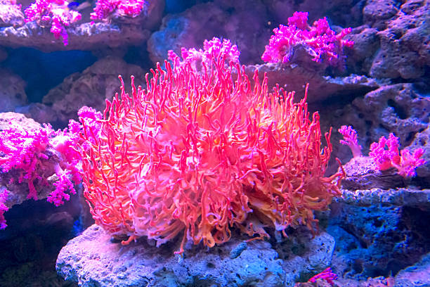 istock red coral in aquarium 523651391