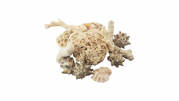 istock died sea coral 523652289