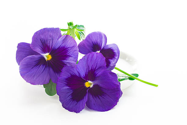 beautiful pansy flowers isolated on white background stock photo