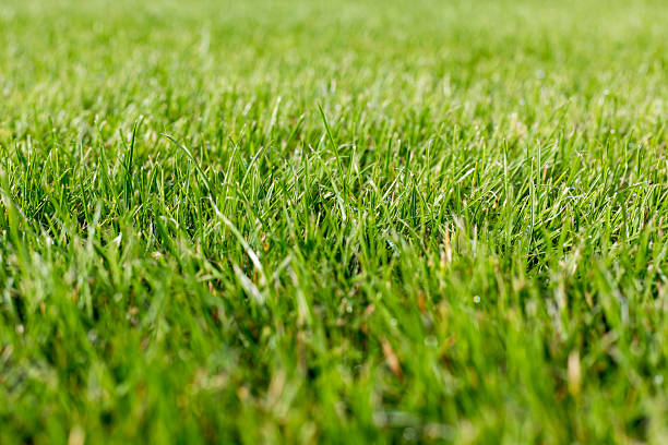 istock close up of a grass for backgrounds 523658739