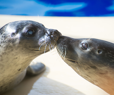 Portrait of marine seal kissing near water pool.