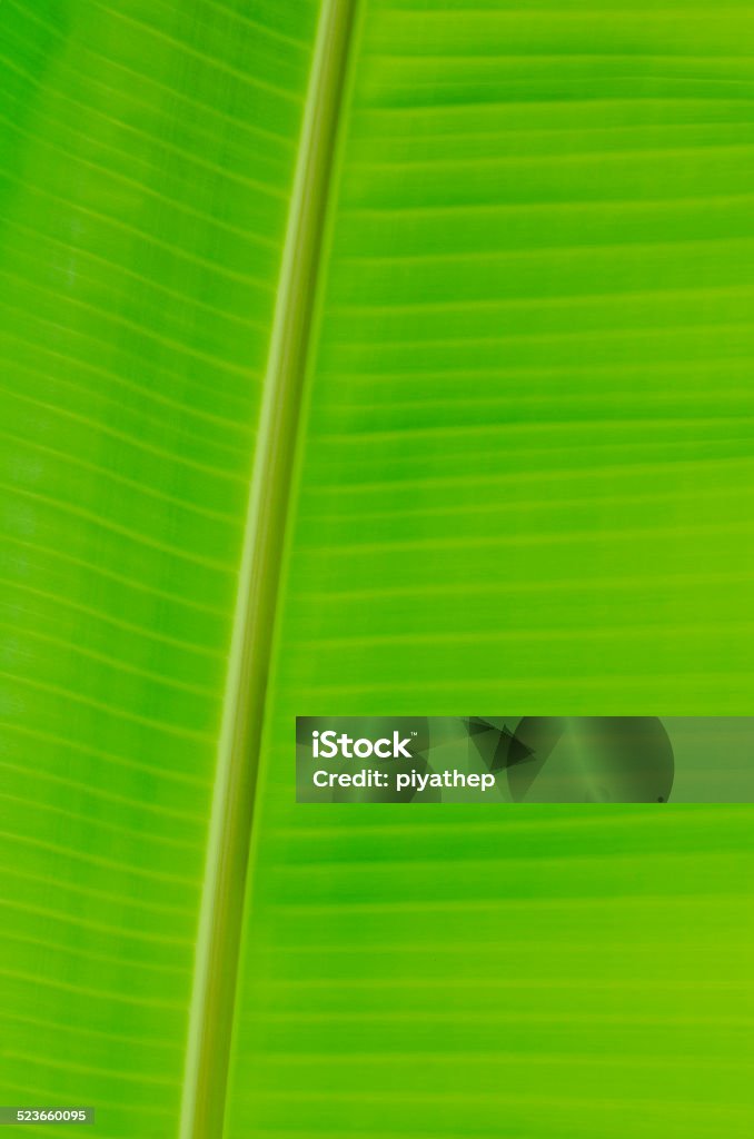Banana leaf closeup of banana leaf texture, green and fresh, in a park Abstract Stock Photo
