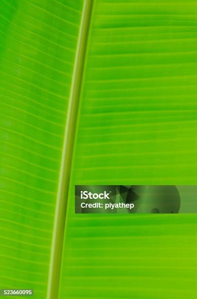 Banana Leaf Stock Photo - Download Image Now - Abstract, Backgrounds, Banana