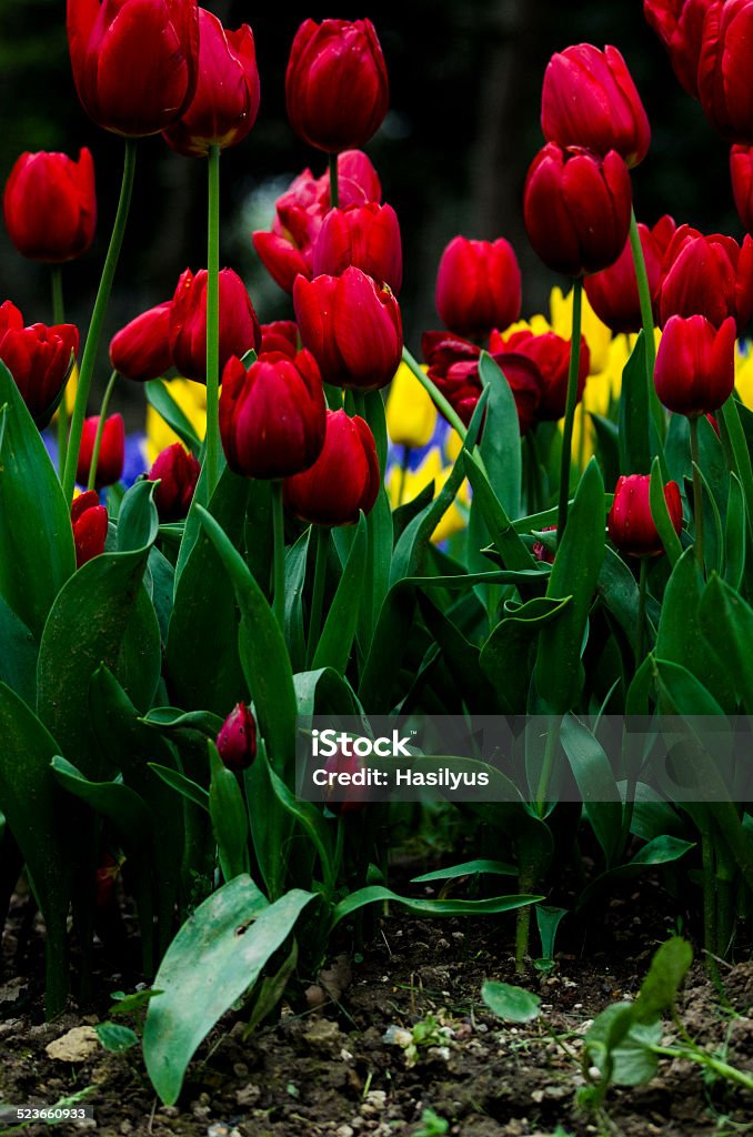 Tulips Beauty In Nature Stock Photo
