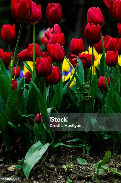 Tulips Stock Photo - Download Image Now - Beauty In Nature, Bouquet, Bunch of Flowers