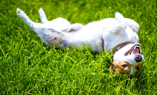 Jack Russell - Small Dog on the grass
