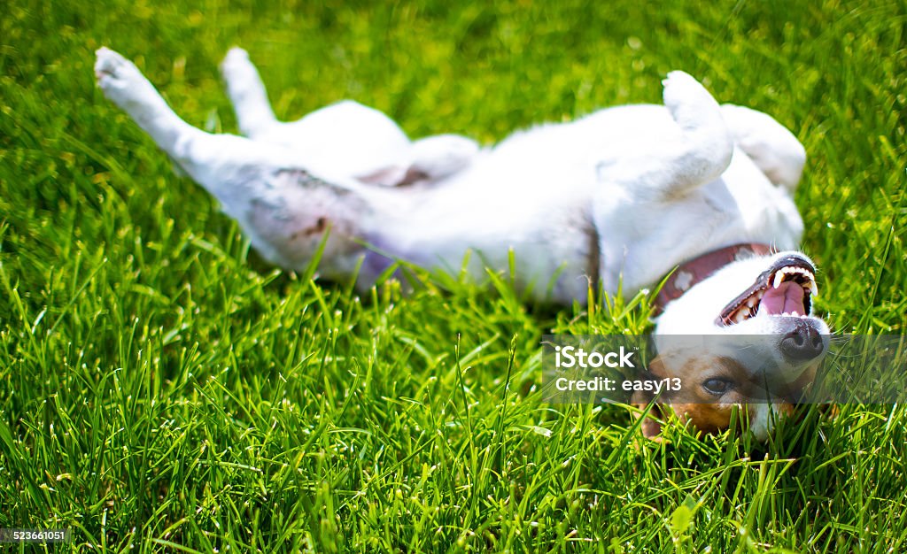 Jack Russell - Small Dog - 11 Jack Russell - Small Dog on the grass Dog Stock Photo