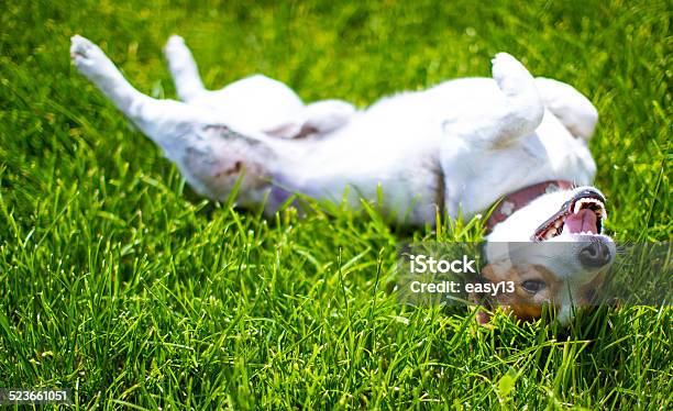Jack Russell Small Dog 11 Stock Photo - Download Image Now - Dog, Rolling, Grass