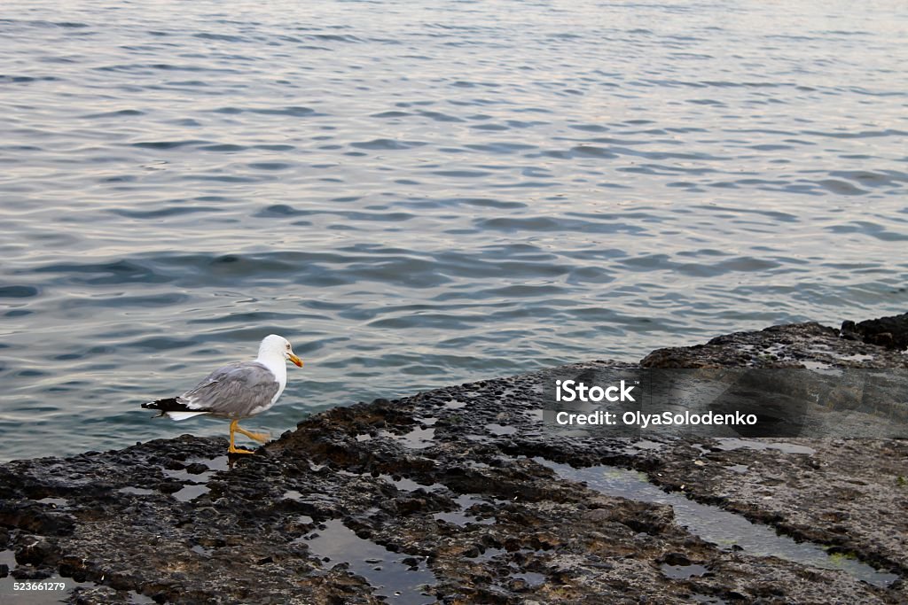 Seagull A seagull looking on the tranquil sea Animal Stock Photo