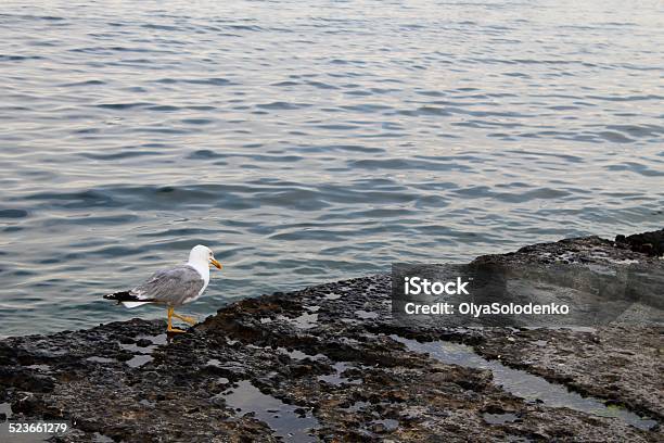 Seagull Stock Photo - Download Image Now - Animal, Animal Wildlife, At The Edge Of