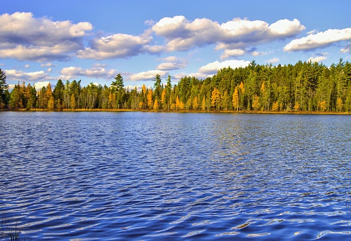 Wilderness Lake At Hartwick Pines State Park In Michigan