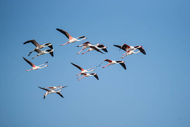 istock Greater Flamingos  in Flight 523661957