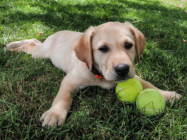 istock Phoebe & her Tennis Balls 523662707