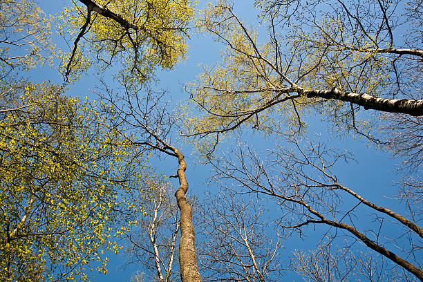istock crown of tree with colorful leaves 523663243