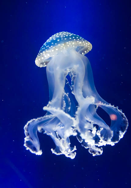 istock Underwater paradise.  Swimming Jellyfish On Blue Background 523664585