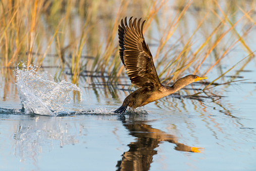 Cormorant taking off in natural habitat.