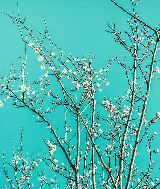 Beautiful nature digital edited photo of a tree detail with white flowers and cyan sky in vibrant colors.