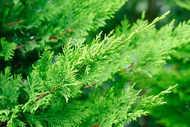 branch cupressocyparis Leylandii green background