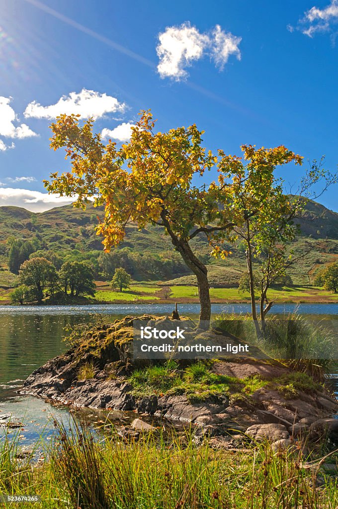 Lone Tree,Lake and Mountain Lone Tree,Lake and Mountain,Rydal Water,English Lake District Agricultural Field Stock Photo