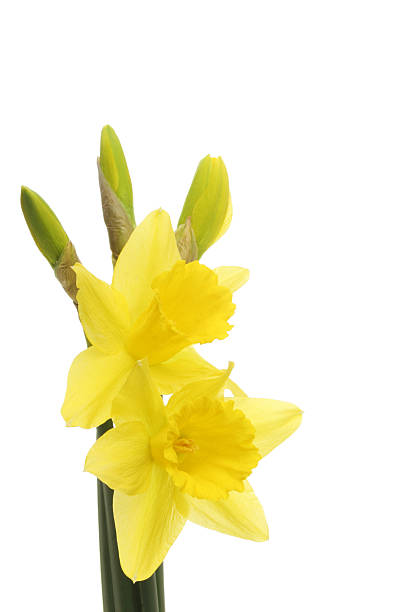 istock Daffodil flowers and buds 523674629