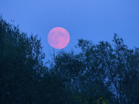 An amazing shot of a magenta moon peeking through the dark forest top.