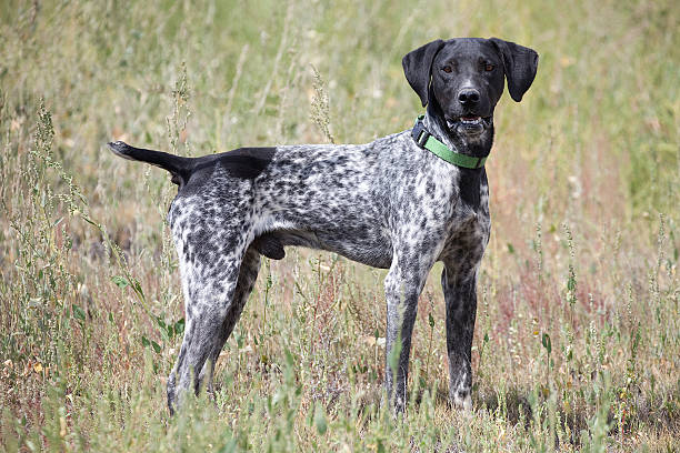 istock German Shorthair Pointer Hunting Dog Outdoors in Field 523675995