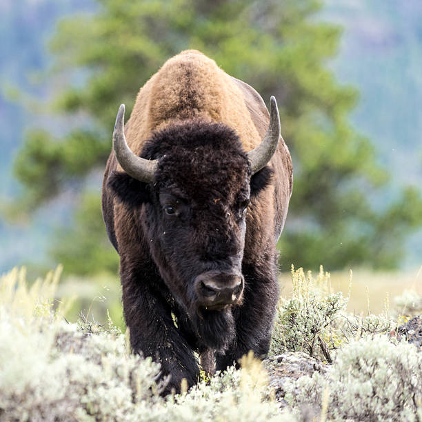 istock Bison at Yellowstone National Park 523676419