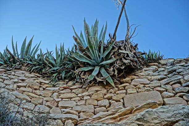 cactus agave stock photo