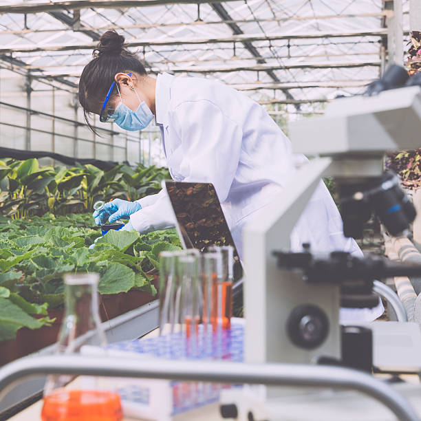 istock Scientist in greenhouse 523677269