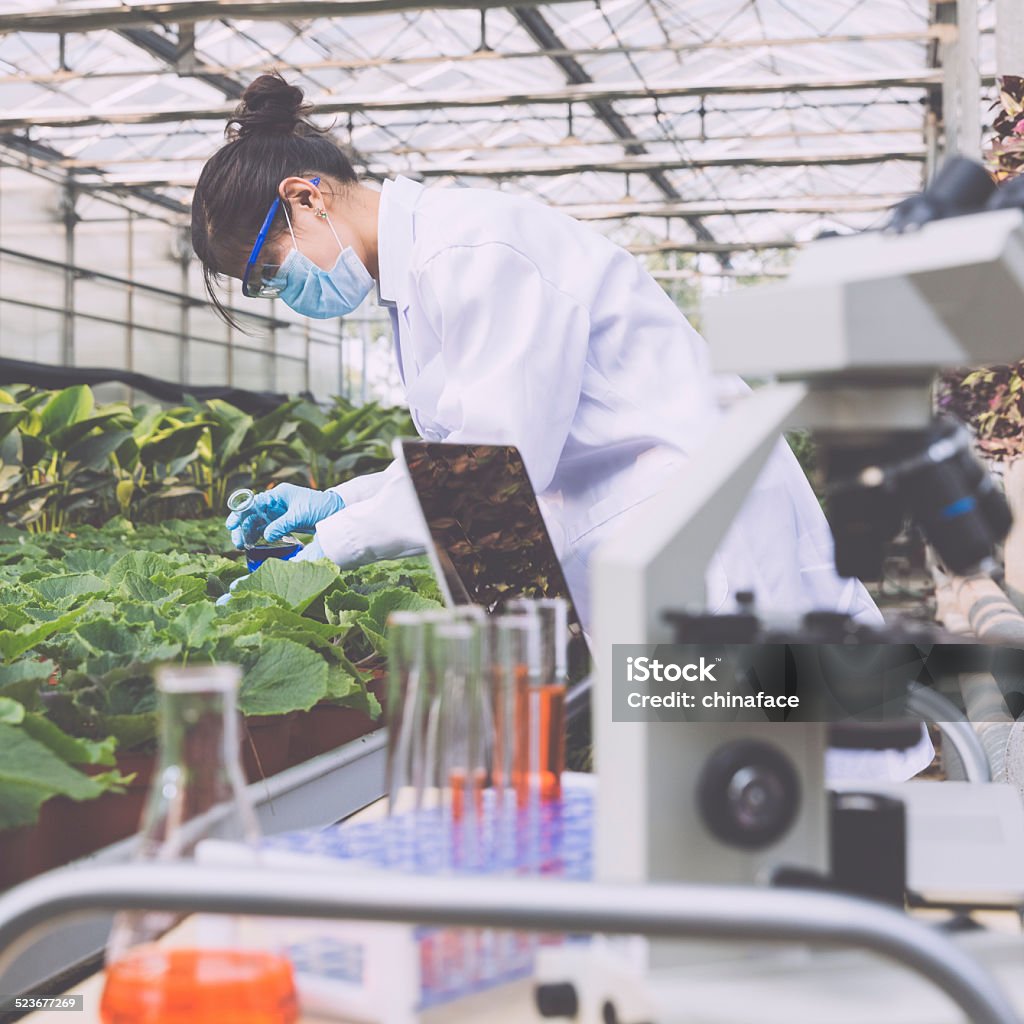 Scientist in greenhouse asian scientist in protective gear examining plant  in greenhouse, hong kong china. Adult Stock Photo