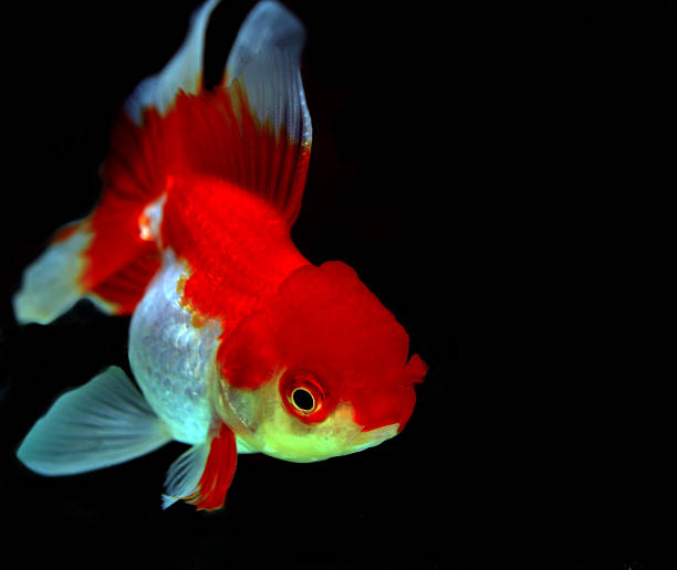 istock goldfish isolated on black background 523677657