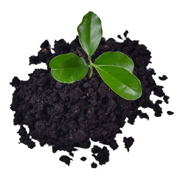 istock Small sprout growing in the soil on a white 523677815