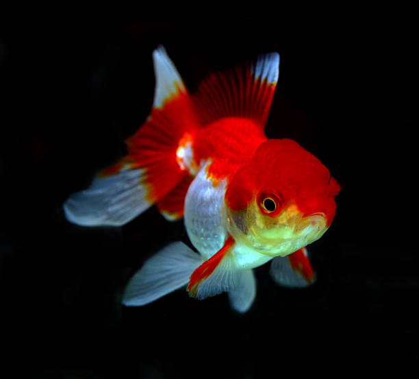 istock goldfish isolated on black background 523678347