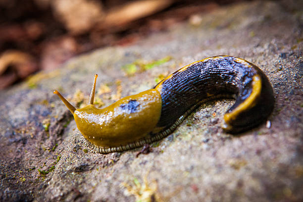 istock Brown & Black Spotted Banana Slug 523678393